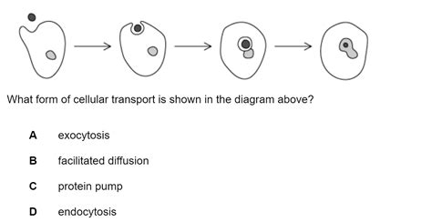 Movement Into And Out Of Cells Cie A Level Biology Multiple Choice