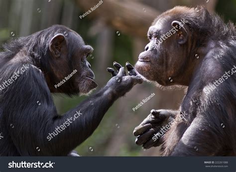 2659 Chimpanzee Habitat Images Stock Photos And Vectors Shutterstock