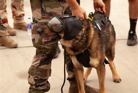 Dod Fire News Canine Casualty Care Takes Flight