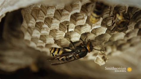 Unveiling The Secrets Hornets Nest Materials Revealed