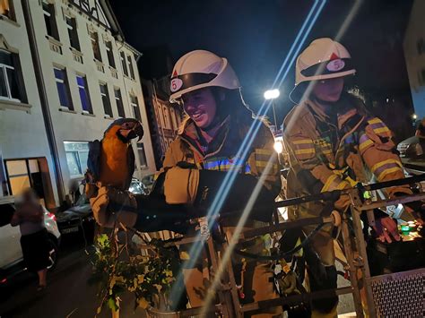 Lehrte Feuerwehren Hämelerwald und Röddensen retten Papagei Coco