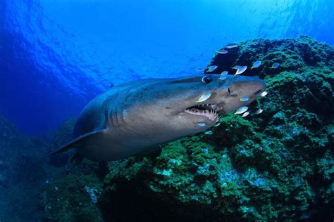 El Misterioso Tiburón Solrayo Objeto De Protección En Canarias