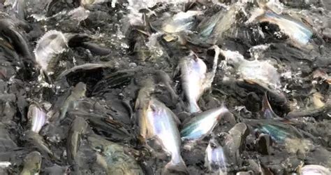 Jenis Binatang Makanan Ikan Patin Cepat Besar Dan Panen PakanPabrik