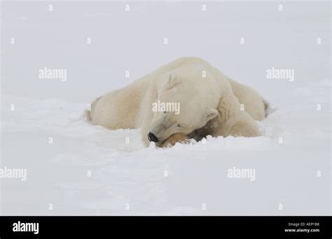 Polar Bears Canada Stock Photo - Alamy