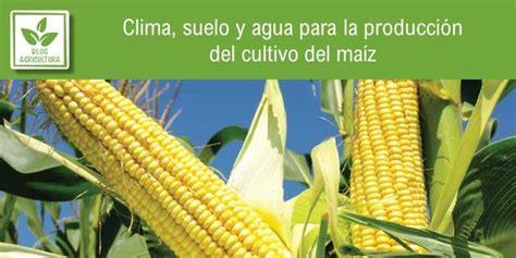 Clima suelo y agua para la producción del cultivo del maíz