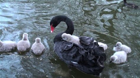 Black Swan Pale Creatures Riding Nature Nice Asses Naturaleza