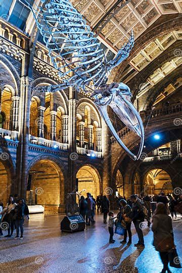 Huge Dinosaur Bones At Central Hall Natural History Museum Editorial