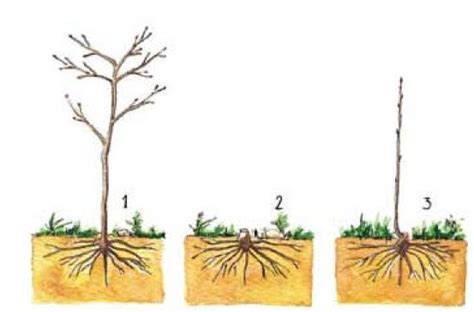 Agricultura biológica Mofologia y fisiologia de las plantas