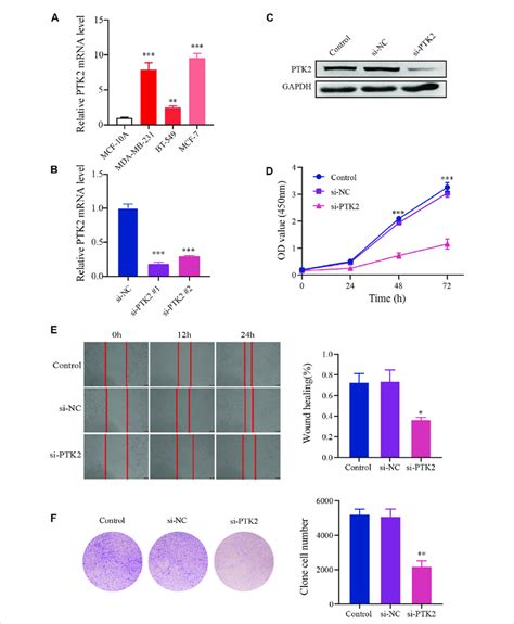 Knockdown Of Nr F Inhibits Malignant Phenotypes In Mcf Cells A