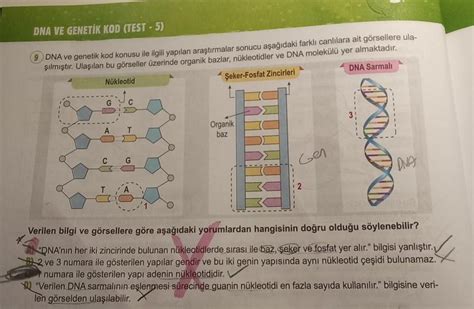 Dna Ve Genetik Kod 8sınıf