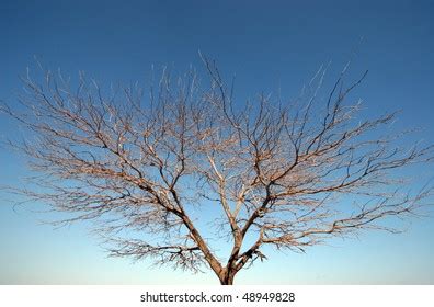 Naked Tree On Sky Background Stock Photo 48949828 Shutterstock