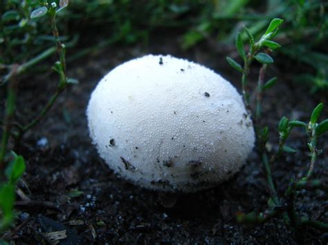 Порховка свинцово-серая (Bovista plumbea) фото и описание