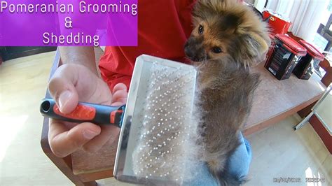 Pomeranian Shedding Stage - Pets Lovers