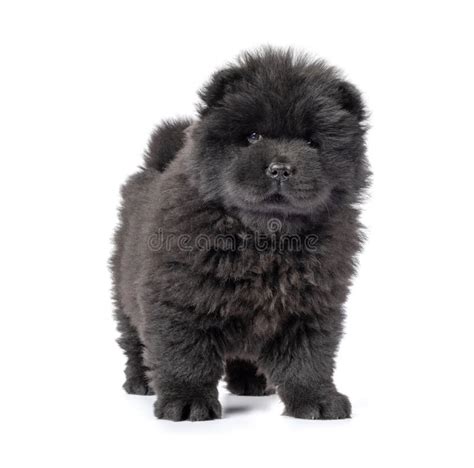 Black Chow Chow Puppies