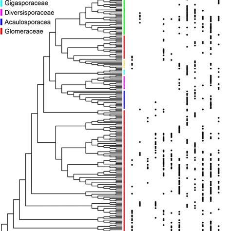 Phylogenetic Tree Of Otus In Different Habitats The Tree Contains All