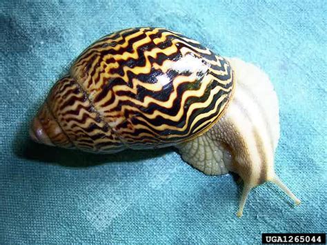 African Land Snail Achatina Varicosa Stylommatophora Achatinidae