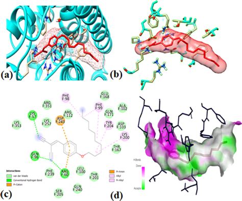 Molecular Docking Results A Ligand Binding In Protein Pocket B