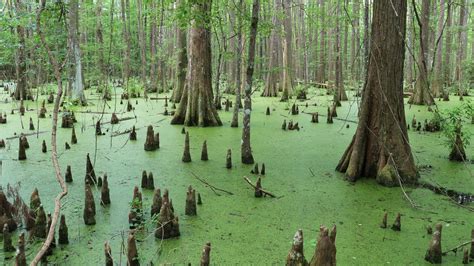 Teel Road Cypress Swamp (U.S. National Park Service)