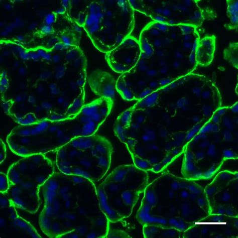 Plap Antibody Anti Human Reafinity Miltenyi Biotec Australia