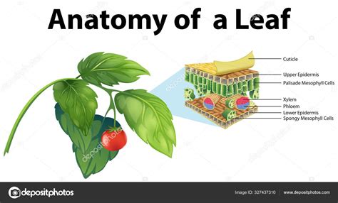 Diagrama que muestra la anatomía de una hoja vector gráfico vectorial