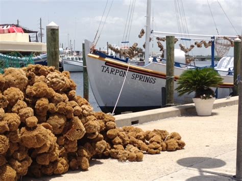 In Your Backyard Tarpon Springs Sponge Docks The Marine Scene Plus