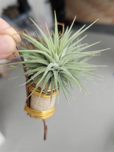 Airplant Tillandsia Ionantha Furniture Home Living Gardening