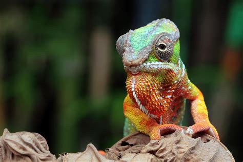 Chameleons As Pets Pros And Cons Reptiles Guide