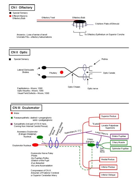 Cranial Nerve Pathways | Larynx | Neuroanatomy