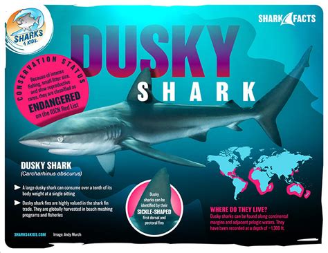 July Elasmobranch Of The Month Dusky Shark