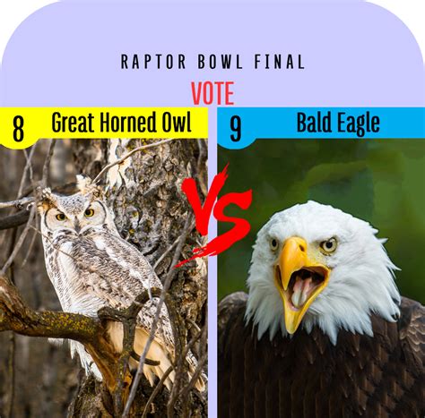 VOTE Raptor Bowl I - Great Horned Owl vs. Bald Eagle - intoBirds