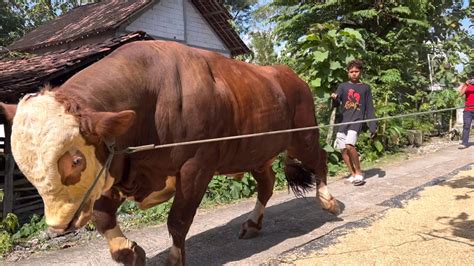 SAPI MONSTER BRUNO TAMPIL PERKASA KELUAR KANDANG YouTube