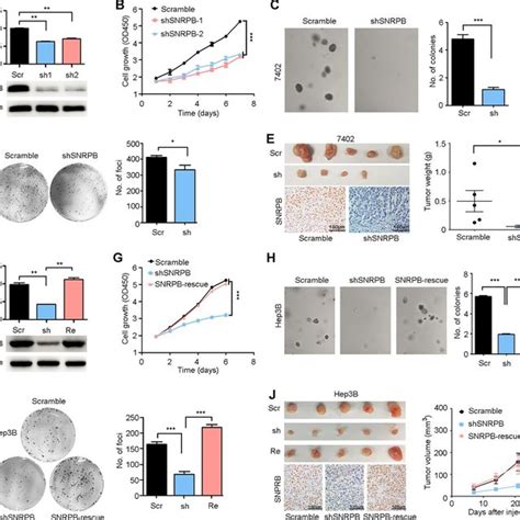 Overexpression Of Snrpb Promotes Tumor Growth In Hcc Cells A B