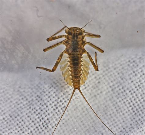 Aquatic Insects of Central Virginia: The Midges from Heaven!