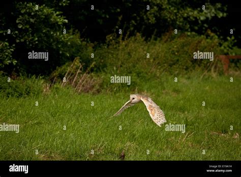 Barn owl flying Stock Photo - Alamy