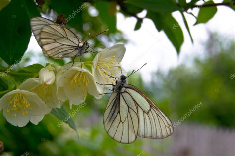 Butterflies On A Jasmine Flower — Stock Photo © Eugenpr 11275788