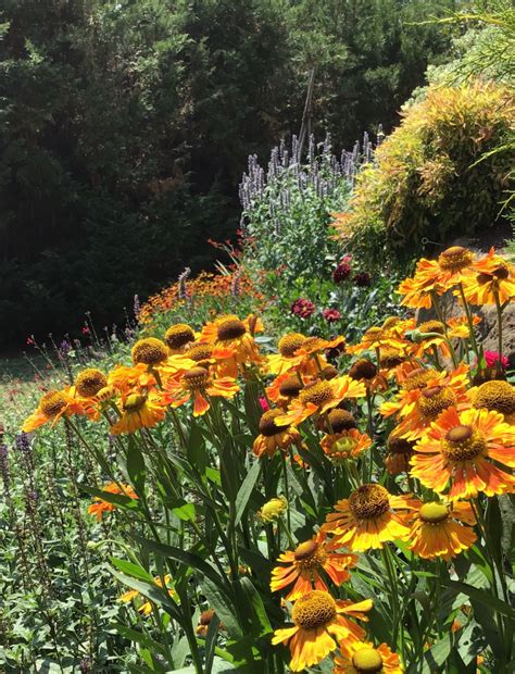 Гелениум на клумбе (75 фото) - фото - картинки и рисунки: скачать бесплатно