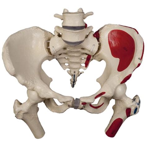 Modelo De Pelvis Flexible Femenina Con Cabezas De F Mur Raphael Group