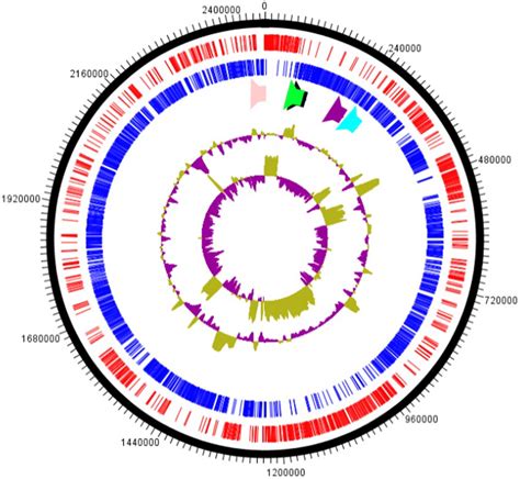 Graphical Circular Map Of The Genome From Strain Marseille P3254 From