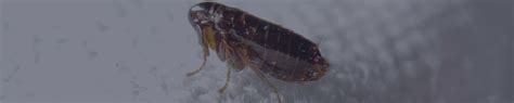 Flea Identification & Prevention | Safeguard Pest Solutions LLC