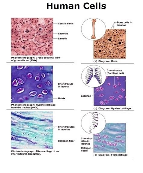 Human Cell Image - Graph Diagram