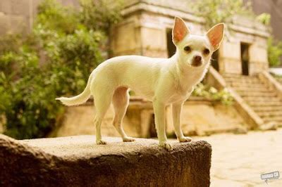 Chihuahua and Dog Fashion: Beverly Hills Chihuahua Fashion Show