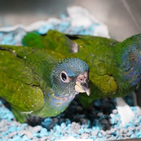 Blue Headed Pionus #201582 for sale in honolulu, HI