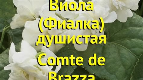 Виола душистая Комте де бразза. Краткий обзор, описание характеристик ...