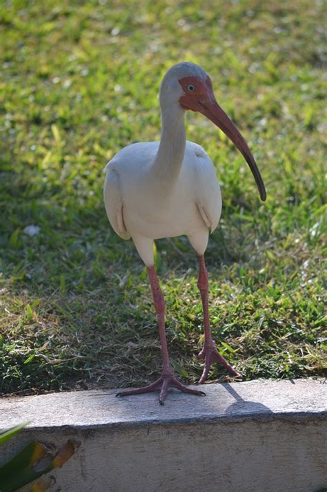 Why You Need To Visit Cayo Coco Cuba Can We Go Yet