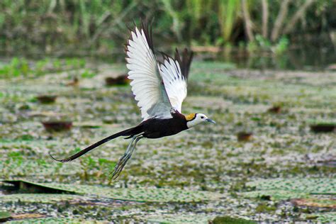 African Jacana Bird Photos, Download The BEST Free African Jacana Bird ...