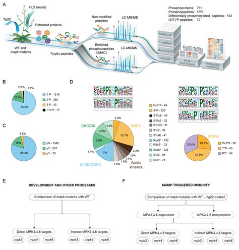 A Schematic Representation Of The Phosphoproteomics Experimental