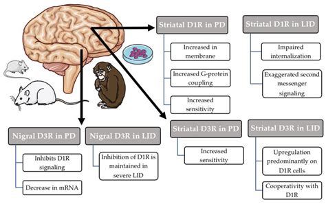 Dopamine Receptors In The Brain