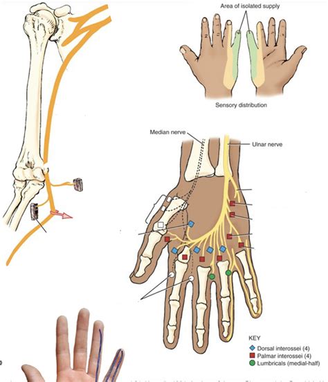 Ulnar Nerve Muscular Innervation And Pathway Diagram Quizlet