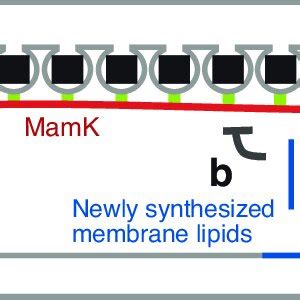 (PDF) Molecular Mechanisms of Magnetosome Formation