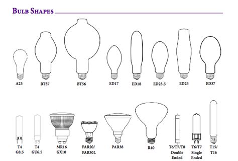 Bulbs Identification Guide